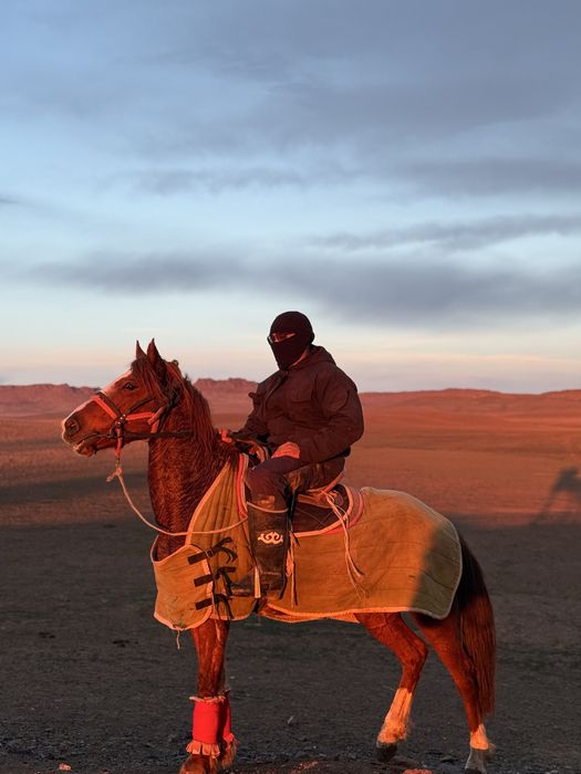 5 жасар пішпе ат сатылады