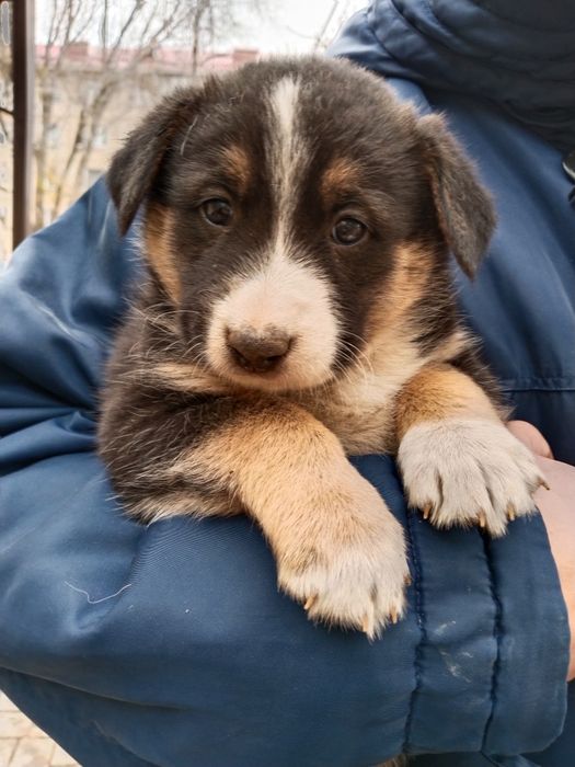 Пристраиваются кутята ,в добрые руки ,на фото мальчик