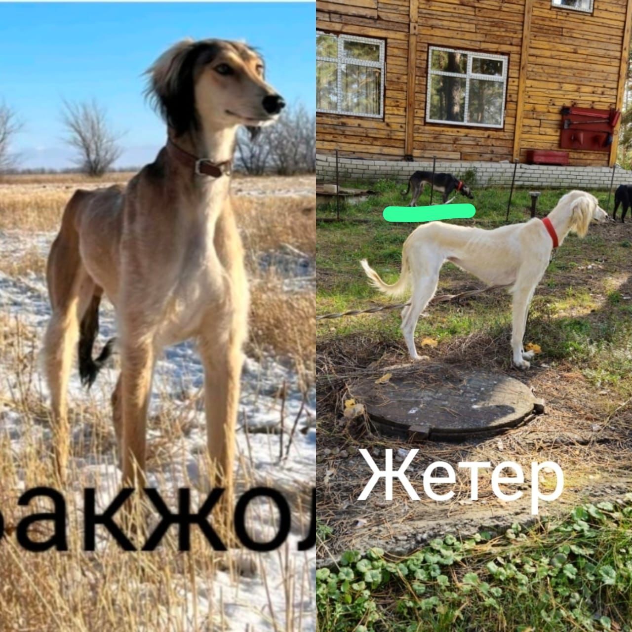 Тазы күшіктер сатылады
