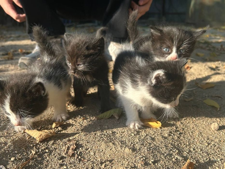 Отдам котят бесплатно
