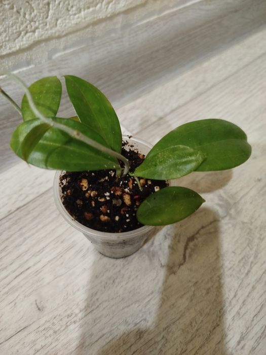 Продам дисхидия овата