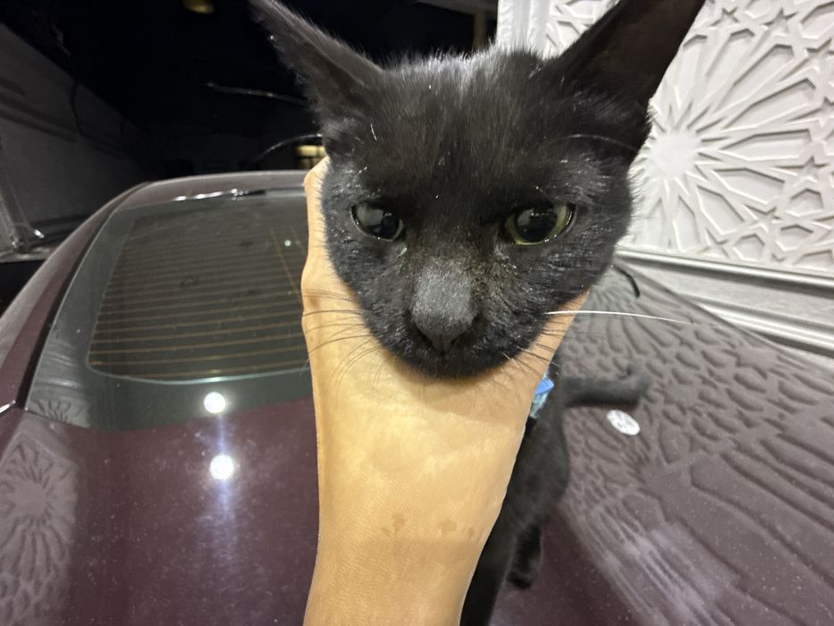 котенок, кошка, кошка девочка