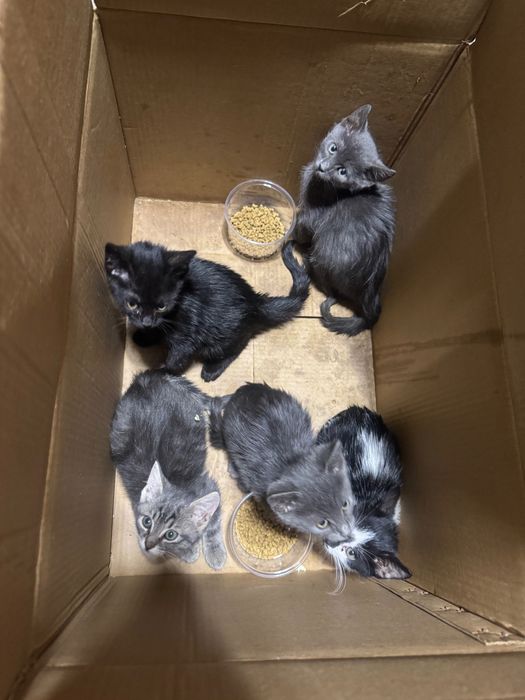 Спешно ПОДАРЯВАМ котенца - 2 сиви, черно, сиво и бяло, черно и бяло