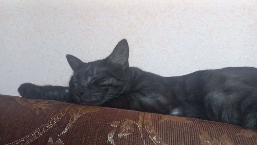 Отдам кошку бесплатно