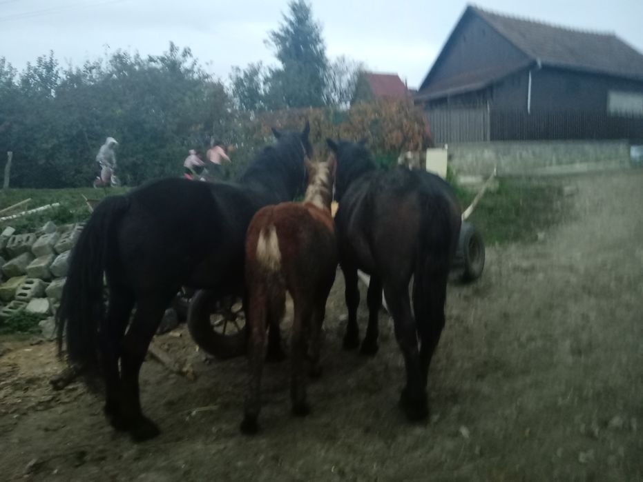 Iapă gestantă de vânzare cu doi mânji