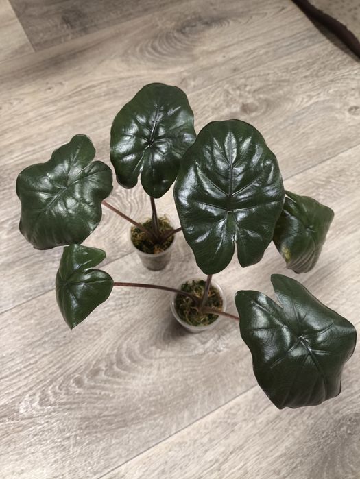 Продам алоказии Одора вар, Принцесса Юкатан, Махарани,Калидора