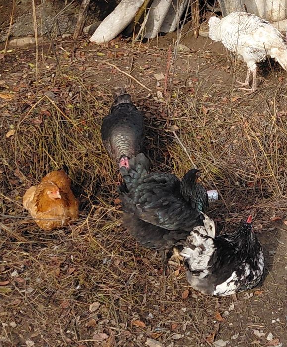 !!!Последни бройки!!! Пуйки Петли Гъски и Патици Само сега