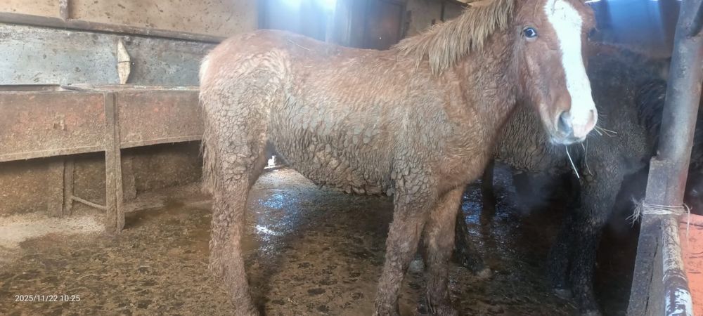 1,5   жасар  тай сатамын