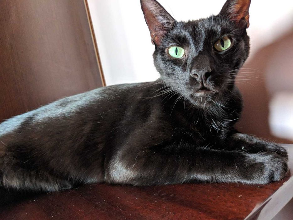 Pet sitter căței și pisici / Plimbat cățel