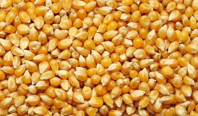 Кукуруза ячмень пшеница зерно отруби