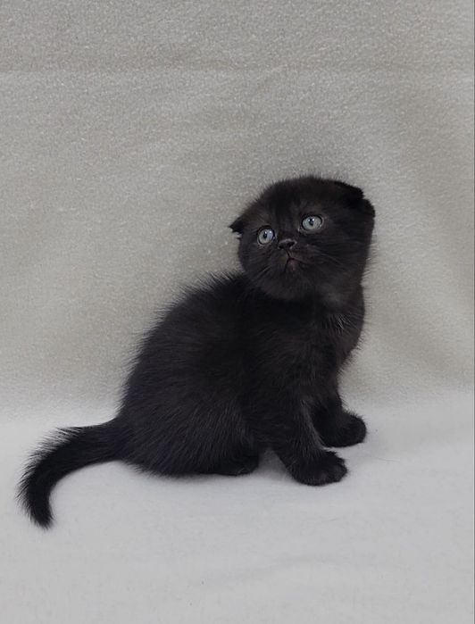 Скотиш фолд мальчик