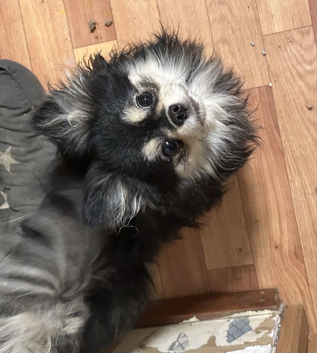 Шпиц девочка продам