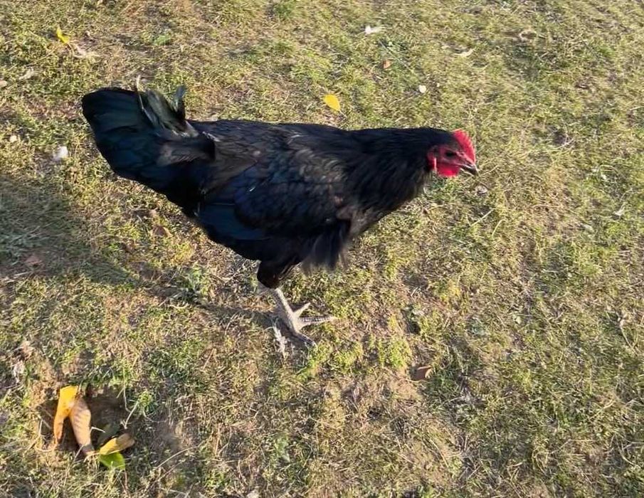 Cocosi Australorp