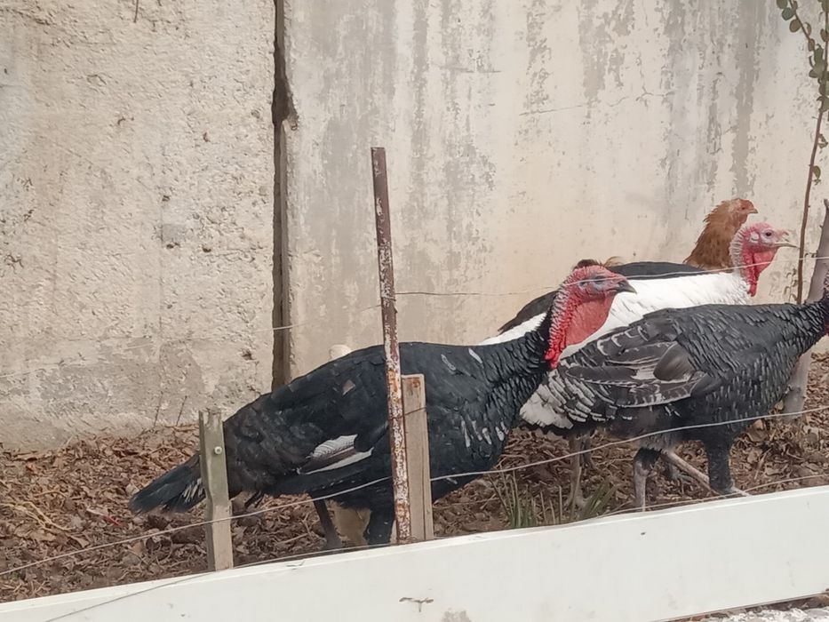 Продам молодых индюков порода хорошая израильская кормили всем натурал