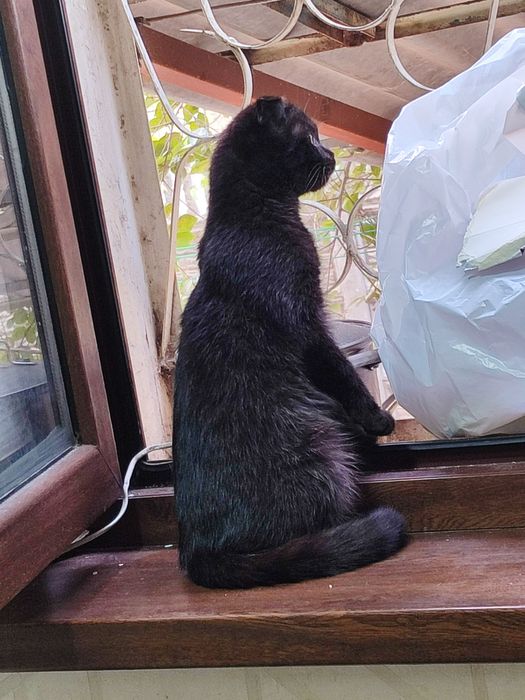 Продается скотиш фолд. Мальчик