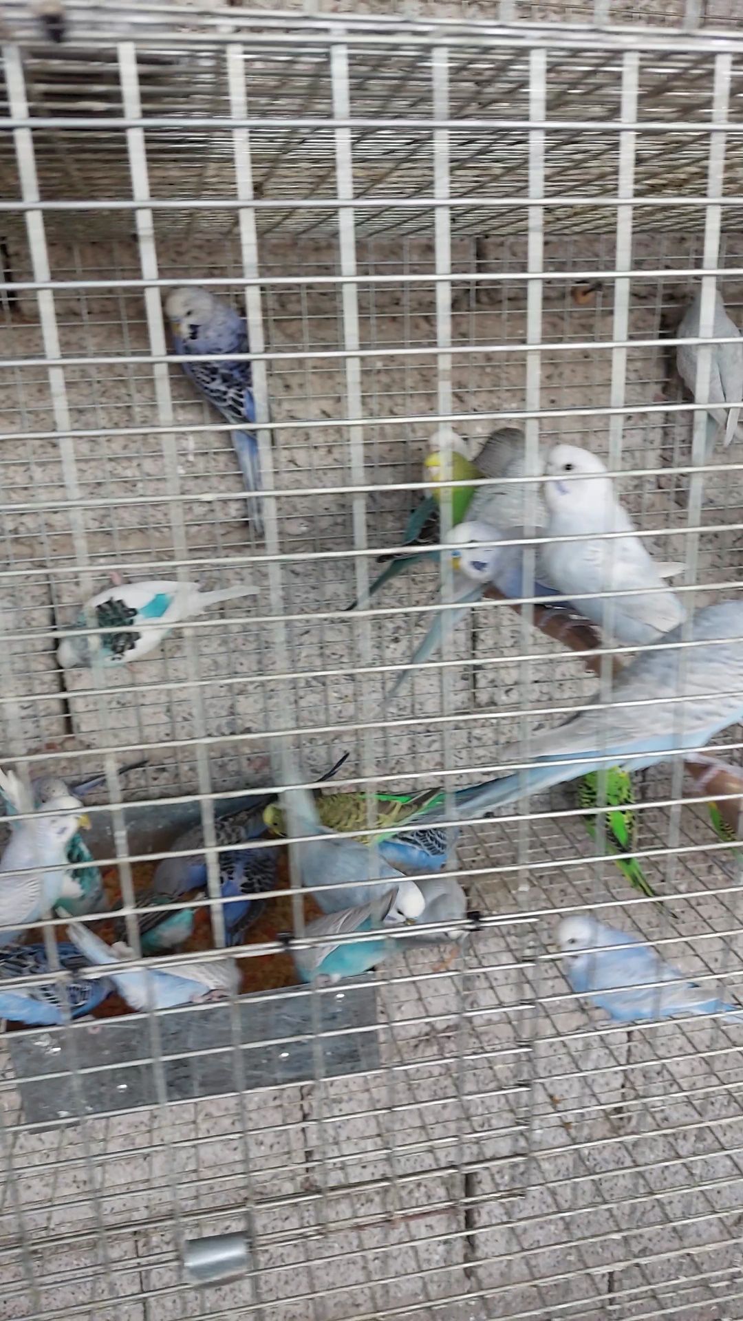 Продаю попугаев  и амадин разных видов