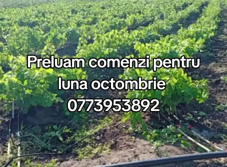 Vând butasi vita de vie anul 1,2 și 3