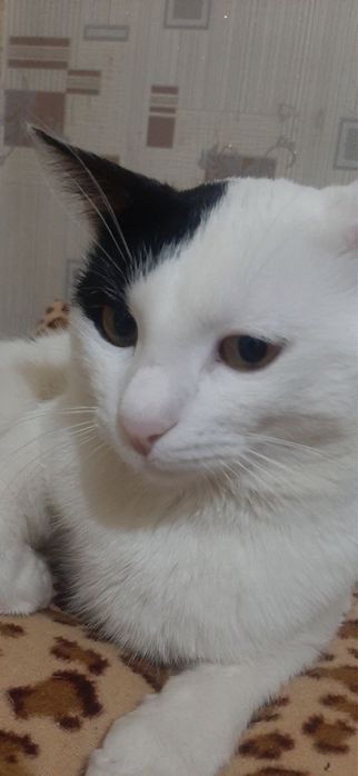 Домашные животные