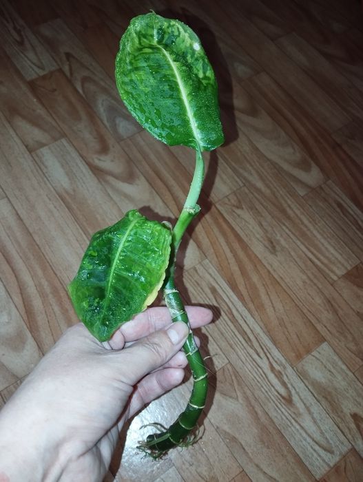 Диффенбахия Рефлектор отросток