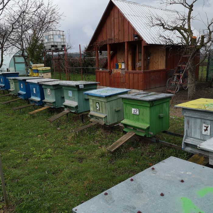 Vind Familii de albine Carpatine