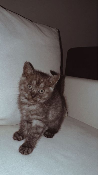 Отдам бесплатно Котенок шотладский
