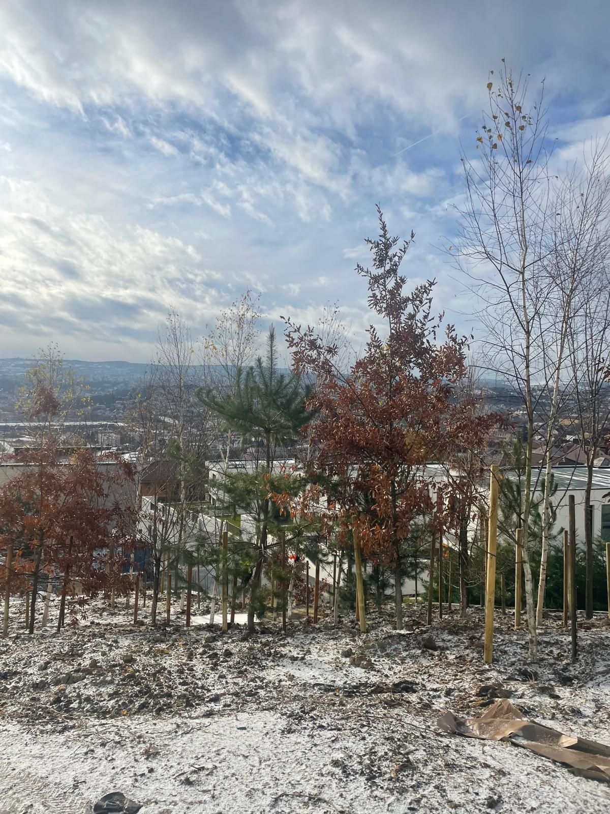 Arbori ornamentali