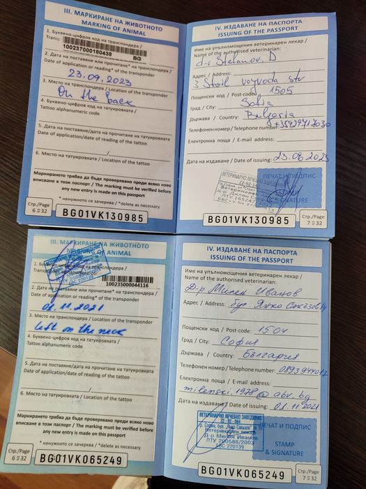 Женски екзотични котки на 4 години,2 години и 45 дни.