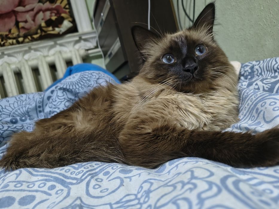 Домашний сиамские кот 1.5 годик