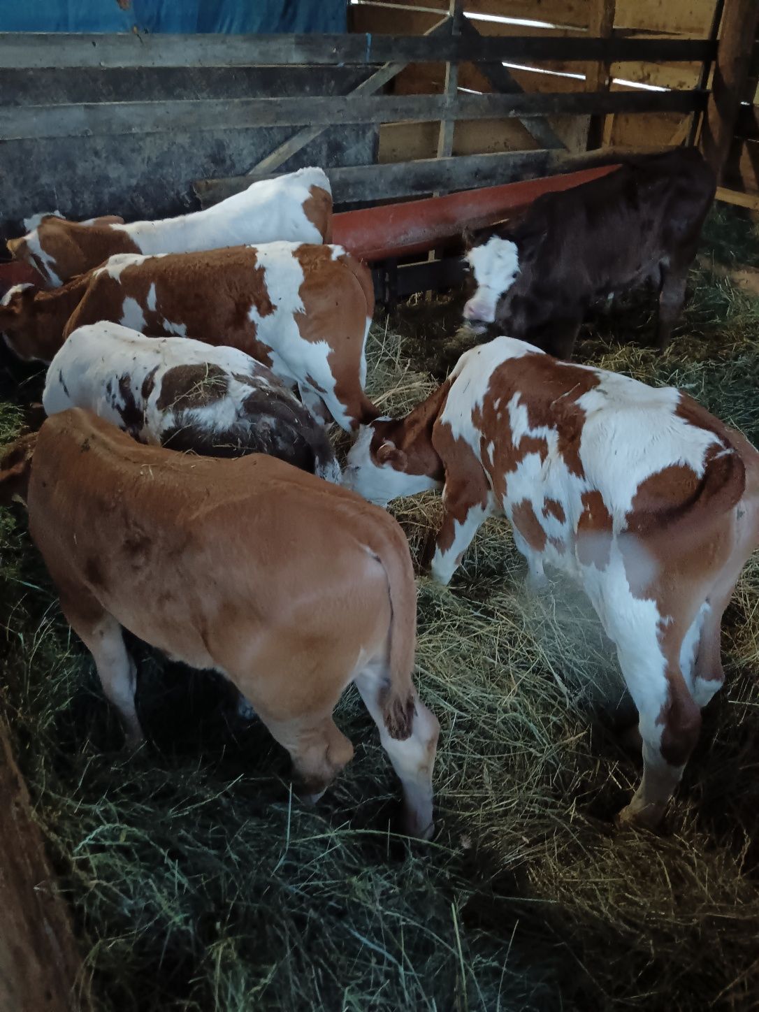 15 taurasi de vânzare între 90 100 și 110 kg