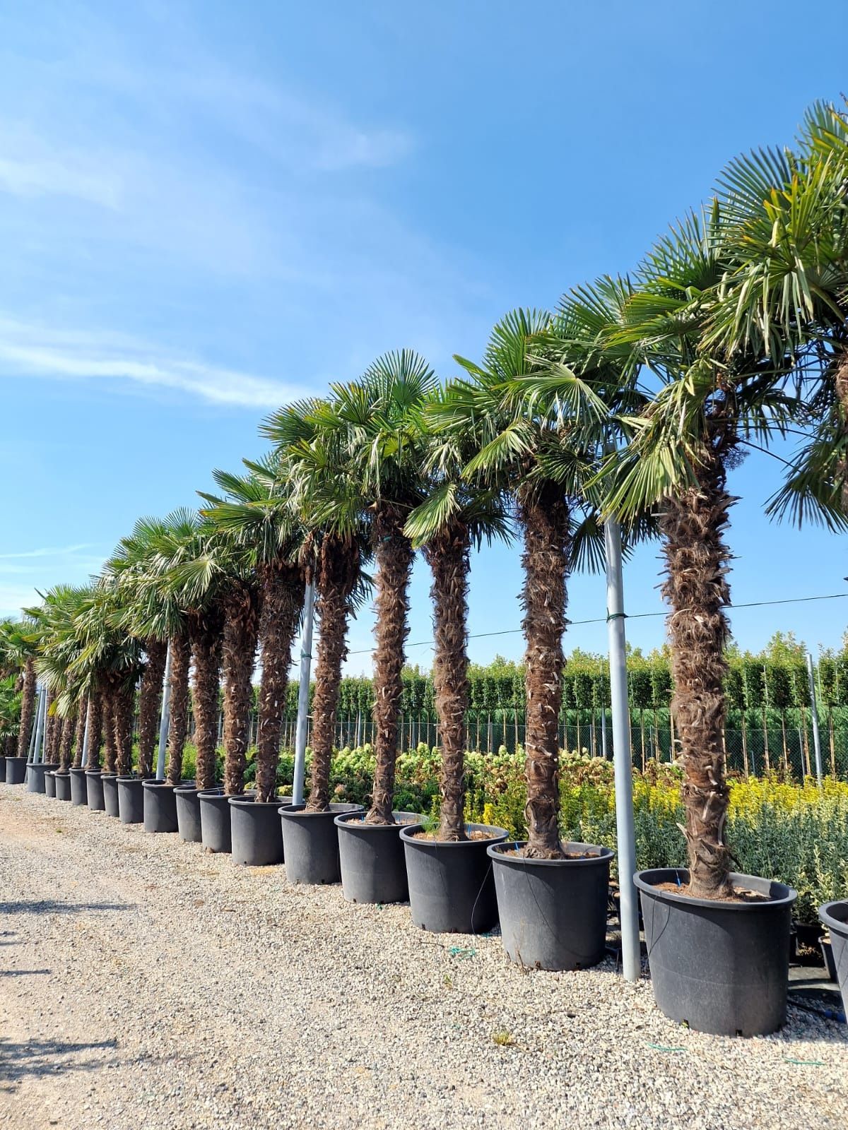 Palmier 5m rezistent la - 20 ° C  ( trachycarpus fortunei,  chamaerops