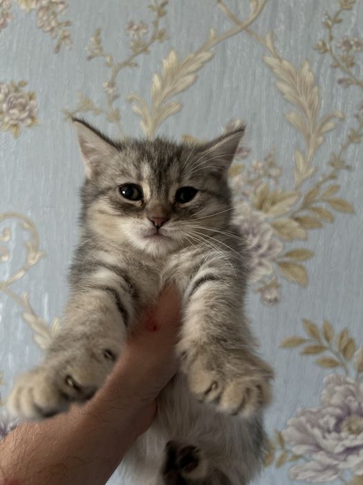 Котенок скоттиш страйт