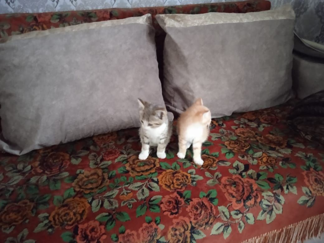 Котята,один месяц