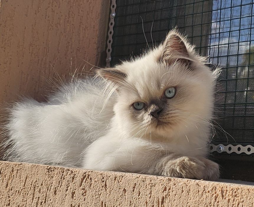 Pisic Persan pufos și jucăuș