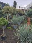 Plante ornamentale