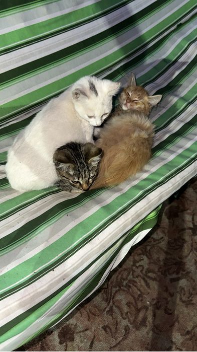 Котята мышеловки