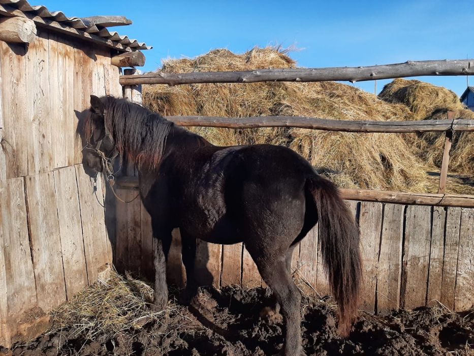 Продается лошадь кобыла