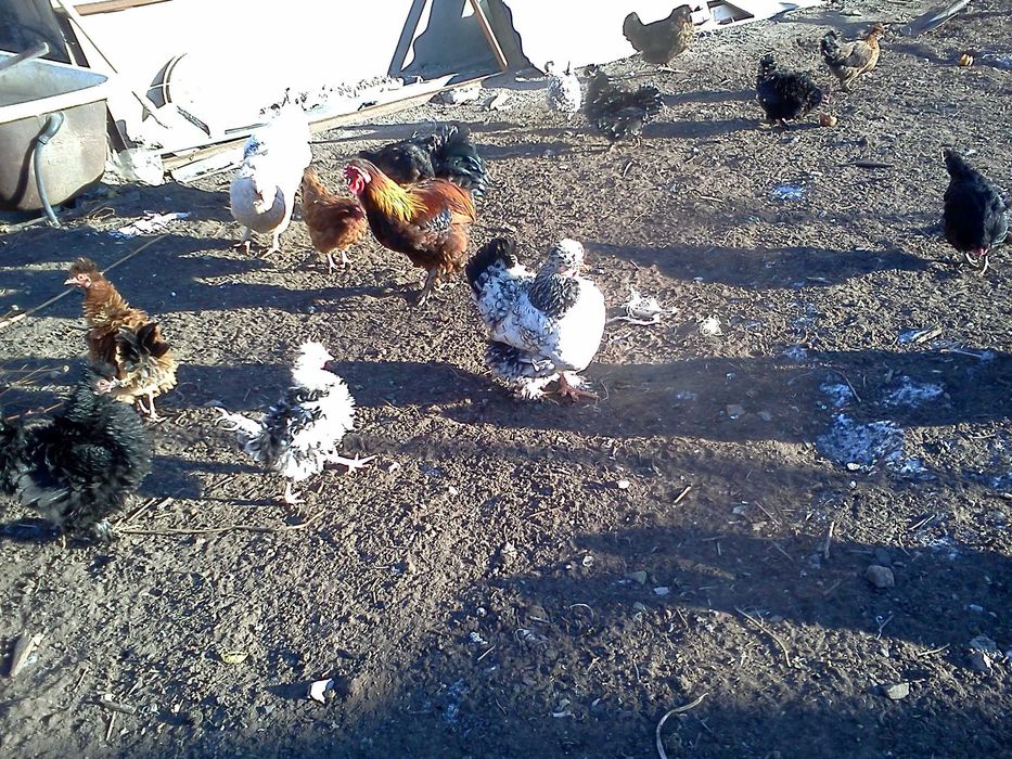Продам тушки домашних курей  метисы