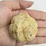 Geoda Agata Nedeschisa