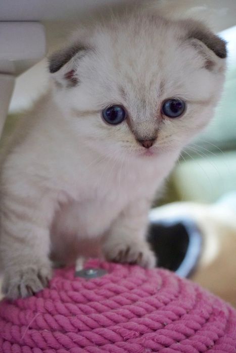 Шотландски и британски котки