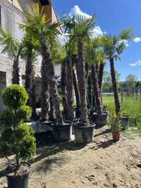 Palmier si plante ornamentale