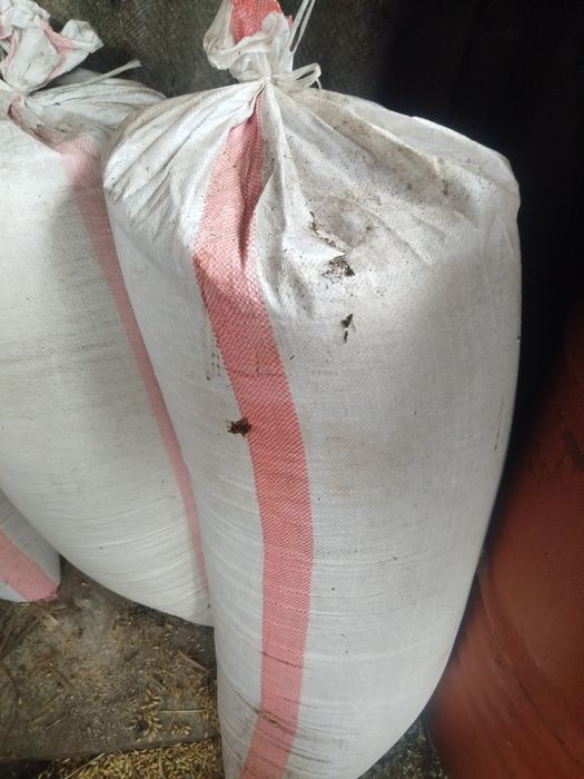 Продам овёс сухой