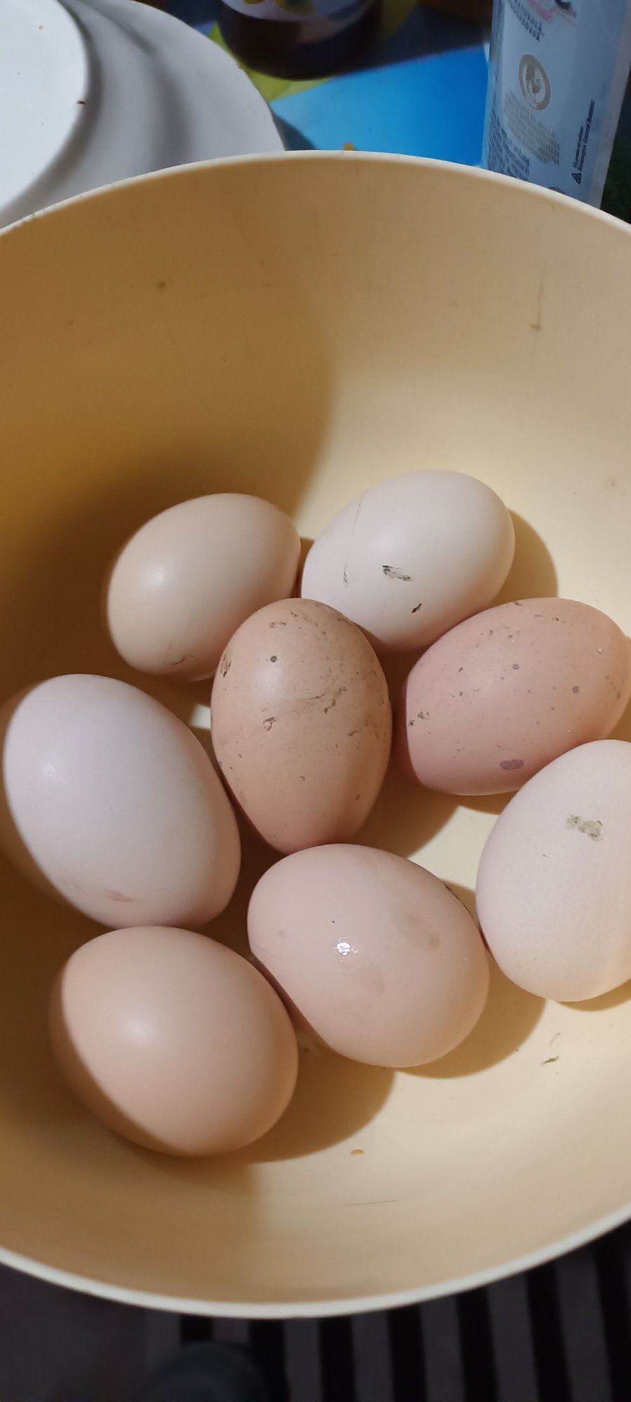 Ouă de găini de casă