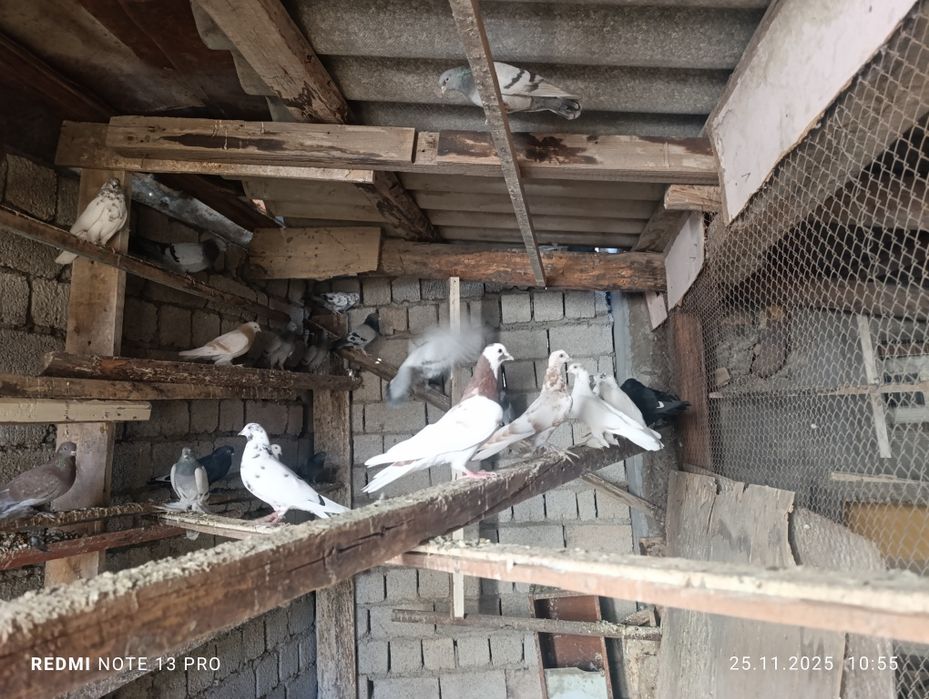 Кабутарлар сотилади