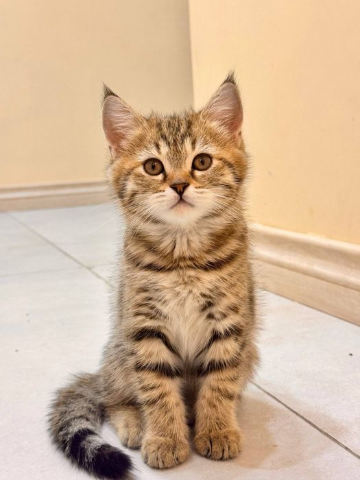 Mushuk bolalari sotiladi