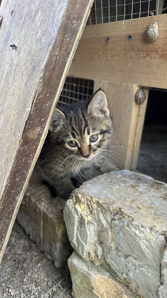 Двухмесячный котёнок