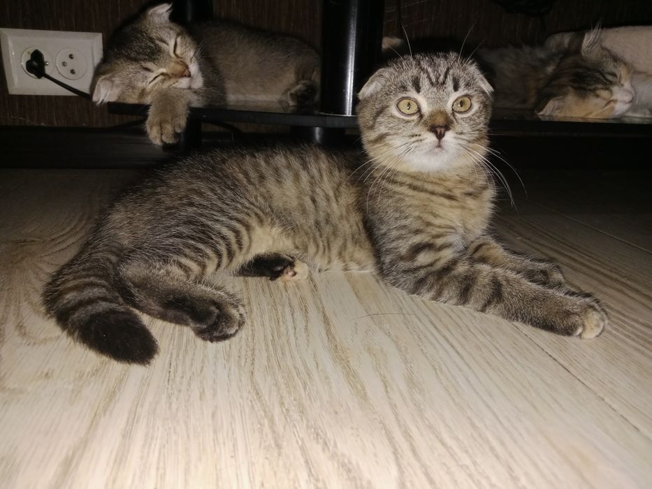 Вислоухие котята