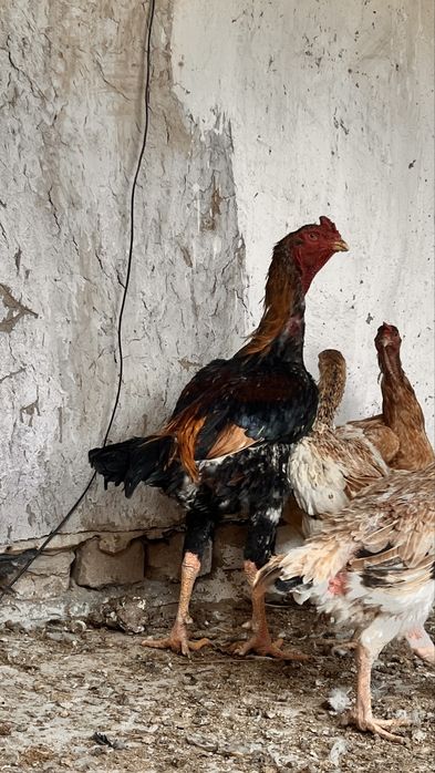 horoz 500ming 4,300kg tovuqla 350ming 3kg kelishiladi tovuqlaram