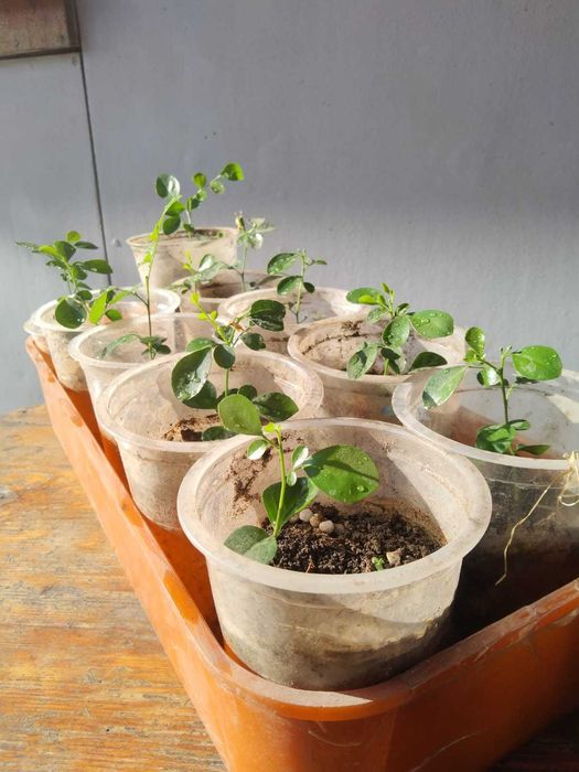 Продам муррайю, комнатное растение