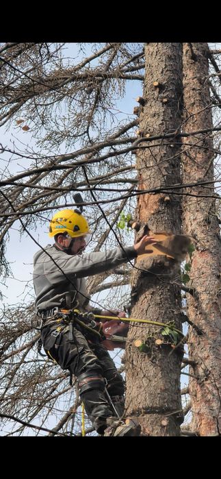 Реже опасни дървета