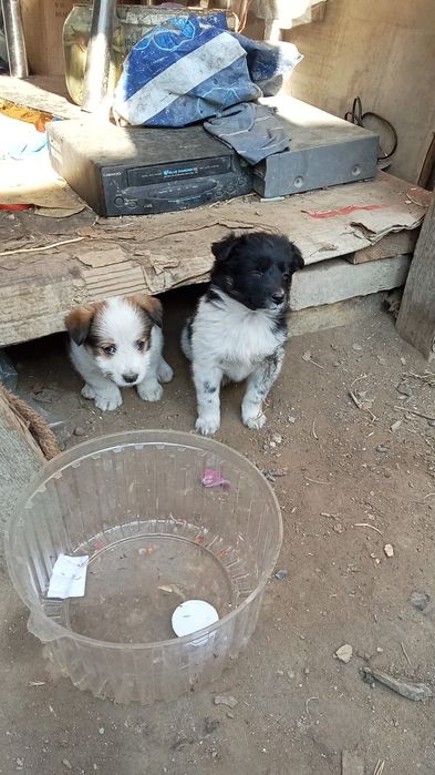 Отдаем в добрые руки